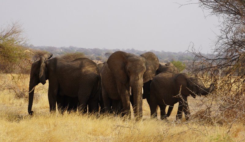 Tanzanija, slonovi, safari